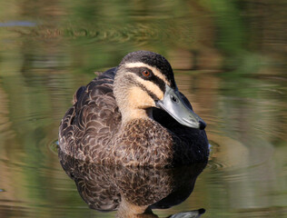 Close-up of a Pacific Black Duck bird floating on calm water