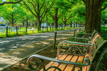 明治神宮外苑 新緑が美しい銀杏並木と遊歩道