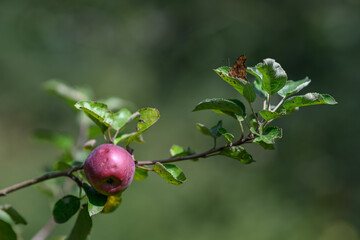 Butterfly white butterfly C on the leaf of an apple tree.
