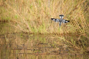 Pied kingfisher diving in water