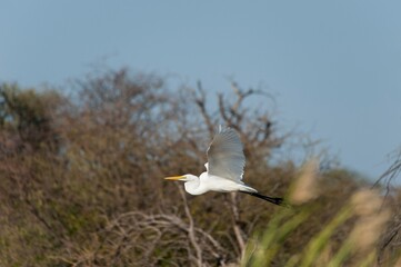 Great egret flying in Africa