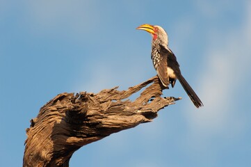 Southern yellow-billed hornbill