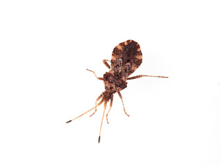 Bug in a white background. Centrocoris variegatus

