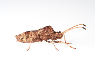 Bug in a white background. Centrocoris variegatus
