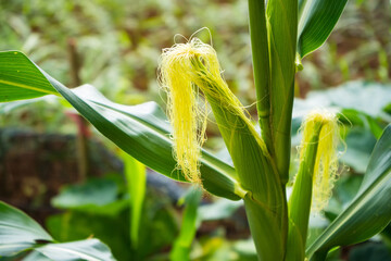 Corn Plant in Garden