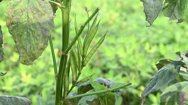 Fresh vegetable green cluster beans or guar beans on plant in garden