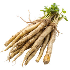 Burdock root isolated on a transparent background