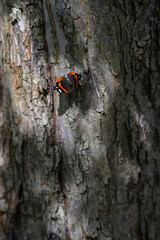 Butterfly admiral butterfly on the trunk of an apple tree.
