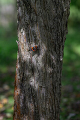 Butterfly admiral butterfly on the trunk of an apple tree.
