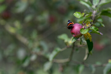 Admiral butterfly on a red apple on a branch.
