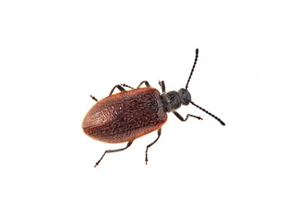 Lagria hirta. Darkling Beetle 