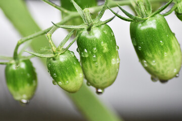 完熟前のフルーツトマト