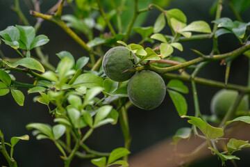 Three-leaved lemon tree and two green fruits.
