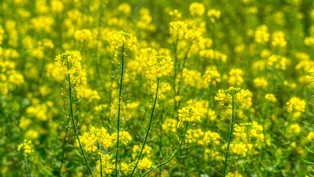 Senf Bl&uuml;ten