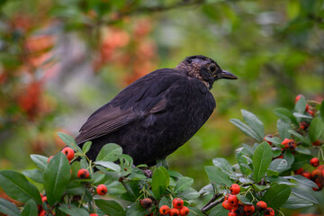 Young male blackbird on a branch.

