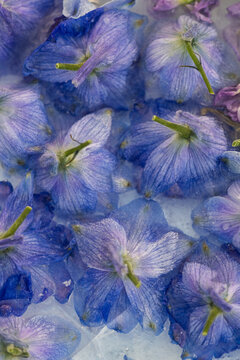 abstract artistic background with purple and lilac larkspur flowers with watercolor painting effect