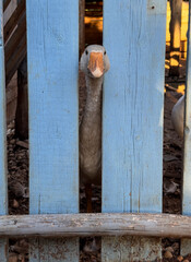 funny goose duck peeking through fence on farm