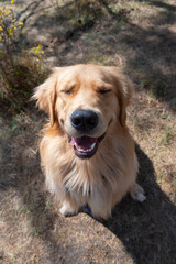 Golden Retriever sitting happily on the floor