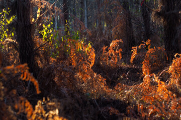 Fougères flétries, dans la forêt des Landes de Gascogne, pendant le coucher du soleil