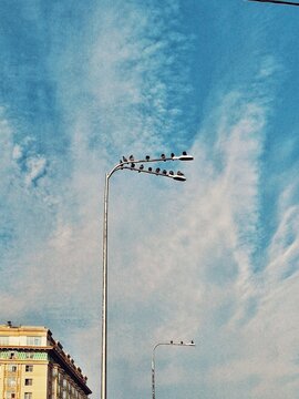 Birds on a lamppost