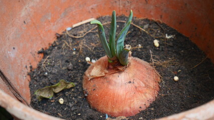 A sprouting onion in a garden pot