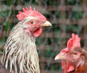 Close up portrait of a chicken on a farm