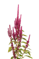 Amaranth with red flowers.