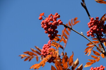 Autumn in Tyrol, where vibrant red berries from rowan, hawthorn, and alpine shrubs adorn the landscape, blending nature&rsquo;s bounty with the rugged beauty of the mountains