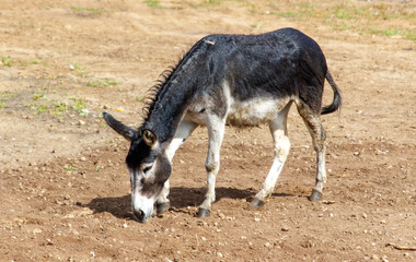 Portrait of a donkey in the wild