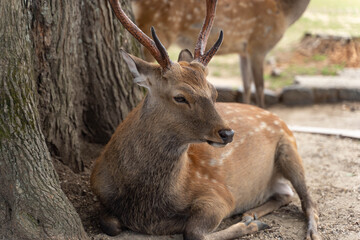 male deer in the woods