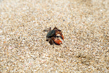 A black and brown crab on sand