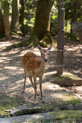 little deer in Nara Japan