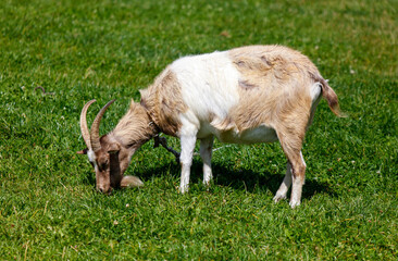 Obraz premium A goat is grazing on grass in a field