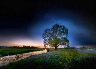 Baum mit Nachthimmel