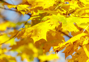 Yellow leaves on a maple tree in autumn