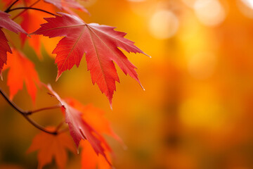 Falling Autumn Leaves in Vibrant Orange and Red with Bokeh Background – Capturing the Beauty of Fall, Nature, and Seasonal Change