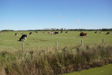 Pasture landscape. Brown and white cows in the meadow. Ditch. Netherlands. October, near the Dutch village of Bergen