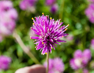 Strikingly beautiful Purple Flower