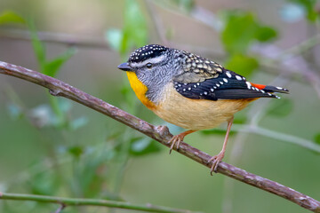 Spotted Pardalote (Pardalotus punctatus) male