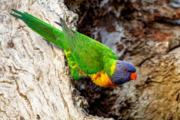 Rainbow Lorikeet (Trichoglossus moluccanus)