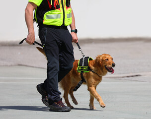 Labrador Golden Retriever SAR rescue team dog on a leash with handler during the search for missing people