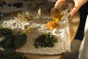 Woman pours yellow dried flowers from a glass jar on linen tablecloth. Different dried herb. Work