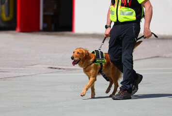 Labrador Golden Retriever dog of the SAR unit of Rescue and Rescue on a leash  during the search for missing persons