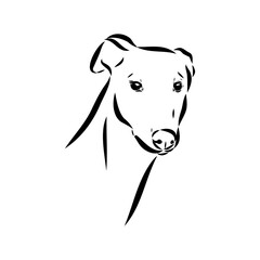 Spanish galgo, Greyhound black and white dog