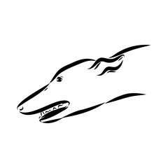 Spanish galgo, Greyhound black and white dog