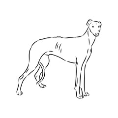 Obraz premium Spanish galgo, Greyhound black and white dog