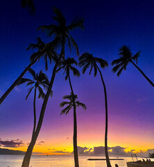 hawaii tropical palm tree ocean sunset 