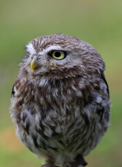 nocturnal bird of prey owl with yellow eyes looking around blurred background