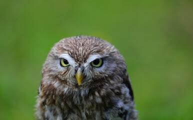 gaze with yellow eyes of an owl a nocturnal bird of prey with thick feathers and a natural background