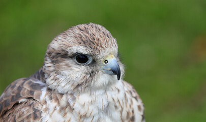 close up of a hooked beak and eye of a predatory bird called a saker falcon against a natural green background